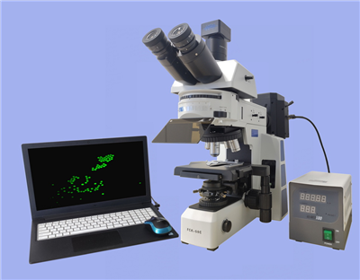 荧光显微镜FCK-50C
